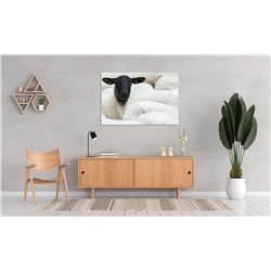 Obraz na płótnie canvas poziomy owca stado zwierzęta pixitex
