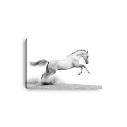 Obraz na płótnie canvas poziomy biały koń galop zwierzęta pixitex
