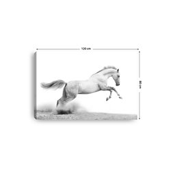 Obraz na płótnie canvas poziomy biały koń galop zwierzęta pixitex