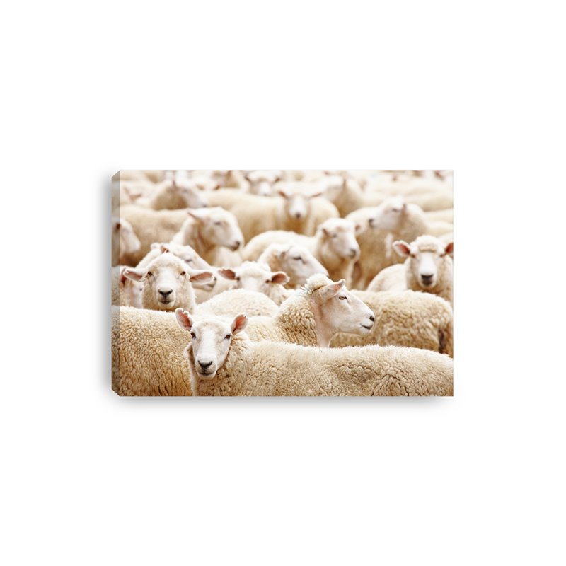 Obraz na płótnie canvas poziomy owce stado zwierzęta pixitex
