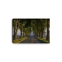 Obraz na płótnie canvas poziomy aleja drzew droga mgła pixitex