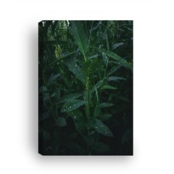 Obraz na płótnie canvas duży 120x80 zielone liście pokryte kroplami pixitex